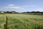 城屋敷のそば畑