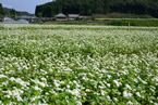 真っ白なそばの花