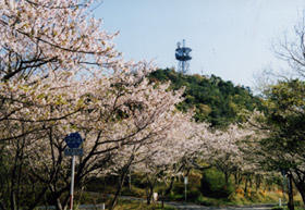 遠見山森林公園