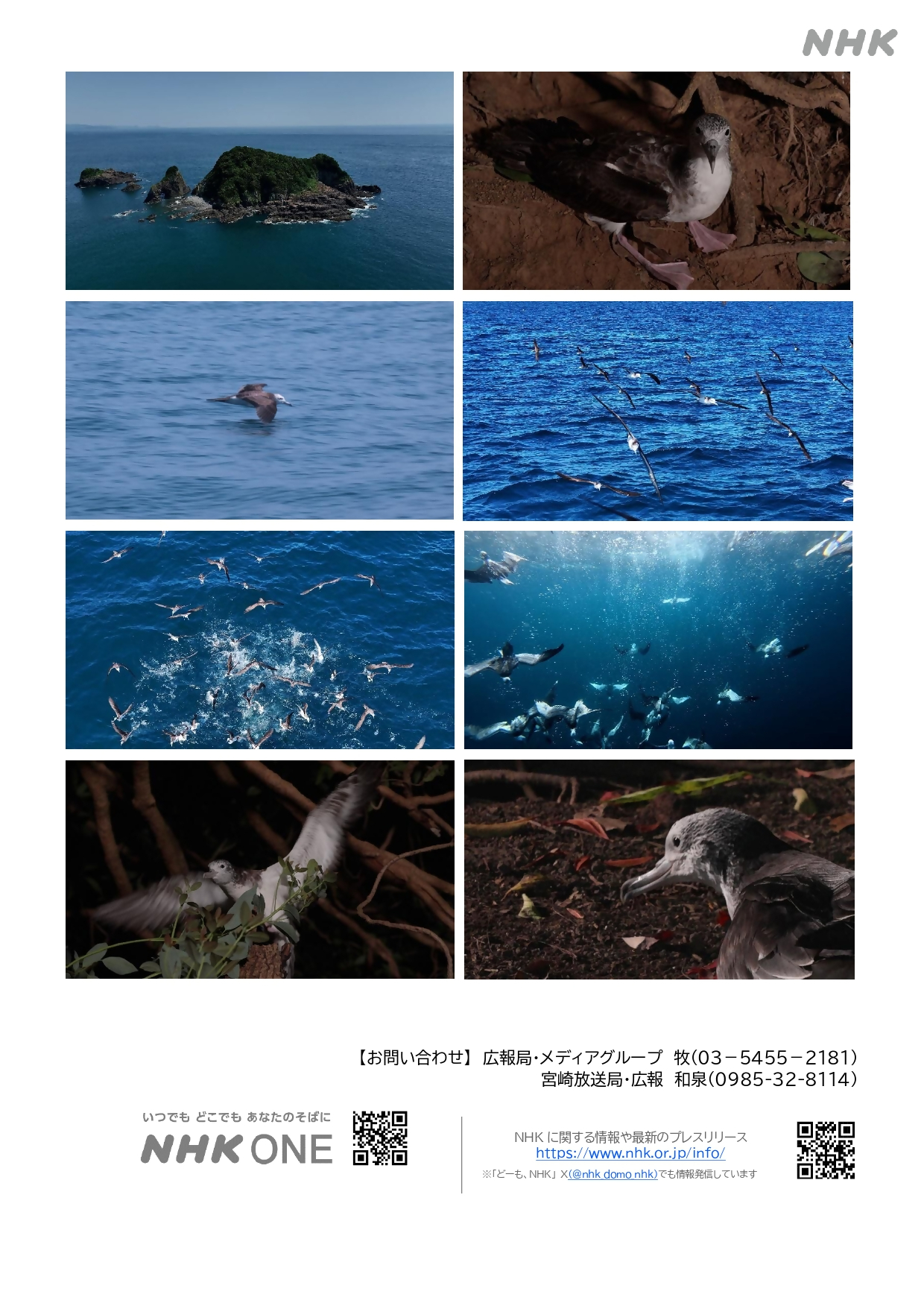 【広報資料】ダーウィンが来た！「宮崎局徹底取材！ナニコレ！？空から降る謎の怪鳥」 2026.3.8OA_page-0002.jpg